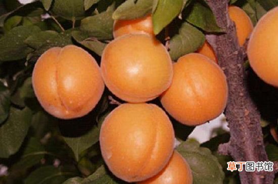 【杏】哪种杏最甜