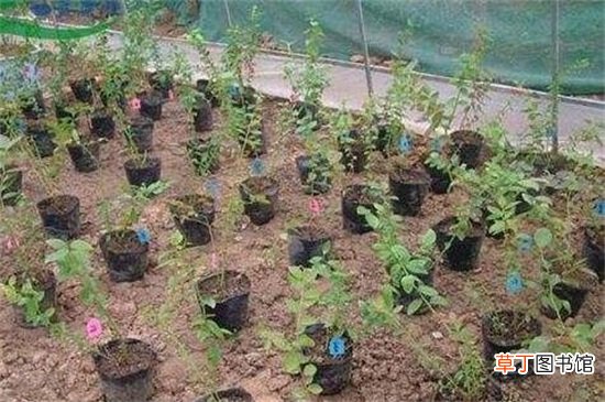 【冬季】蓝莓冬季施肥方法