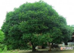 【栽培】桂花树的栽培技术：喜阳光、好温暖、耐高温、不耐寒