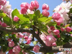 【春节】怎样让西府海棠在春节开花