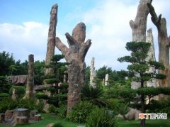 【植物】深圳仙湖植物园好玩吗：珍稀树木园