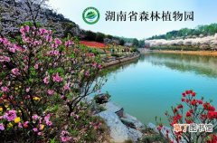 【植物】湖南省森林植物园门票：价格非常大众化