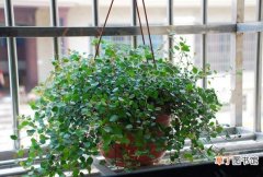 【家养】植物真的能吸收甲醛吗：家养植物确实能够吸收甲醛,但效率很低