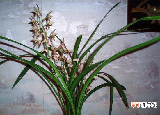 【品种】中国兰指的是哪些兰花，详细介绍5大国兰品种