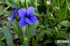 【区别】紫花堇菜和细距堇菜的区别，叶子和花暴露了两者的不同