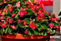 【品种】海棠花品种大全大图，盘点十种最漂亮的海棠品种