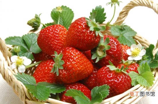 【叶子】草莓叶子发黄：四种原因和解决方法