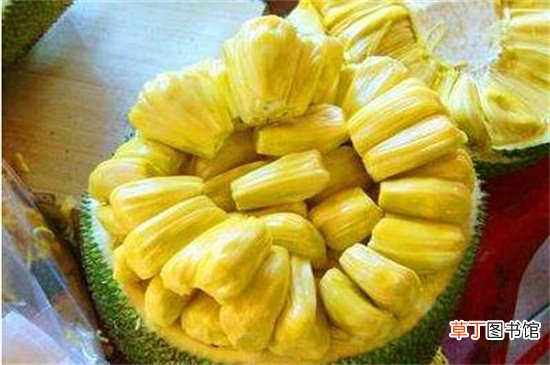 【水培】菠萝蜜的核水培教程