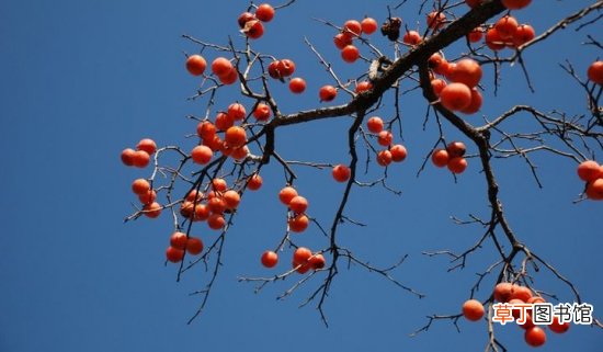 【科学】柿子树的管理：科学施肥