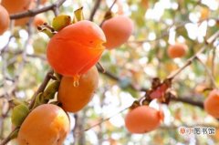 【科学】柿子树的管理：科学施肥