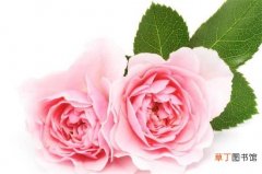 【颜色】粉色玫瑰代表什么意思，感动/铭记于心/不同颜色代表的意义