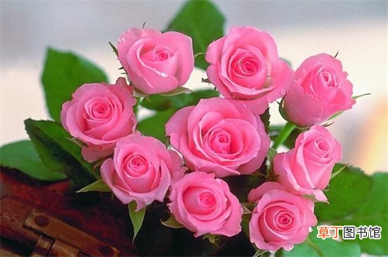 【颜色】粉色玫瑰代表什么意思，感动/铭记于心/不同颜色代表的意义