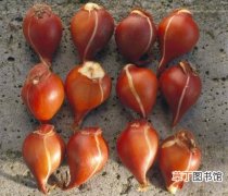 【种子】郁金香种子：选种方法|储存方法|种植方法