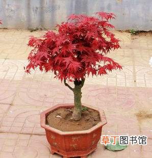 【盆景】日本红枫盆景怎么养，六个小细节养出美丽红枫