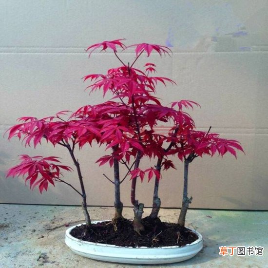 【盆景】日本红枫盆景怎么养，六个小细节养出美丽红枫