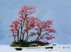【树】红枫树移栽注意事项，每年3月和10月移栽最佳