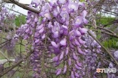 【花】紫色分为哪几种紫，10种紫色花朵教你分辨深浅紫色
