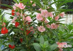 【栽培方法】凤仙花的栽培方法：种植步骤|养护方法