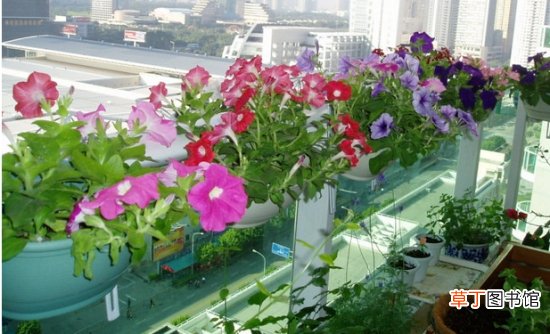 【摆放】在阳台栏杆上怎样摆放盆花才美