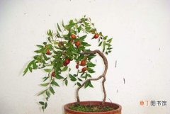 【枣树】盆栽枣树的养殖方法：特别注意防治