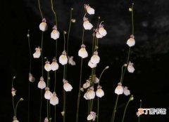 【植物】海妖女狸藻：世界上最神秘的植物之一