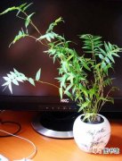 【养殖方法】凤尾竹的养殖方法：冬季需控制好水分和温度
