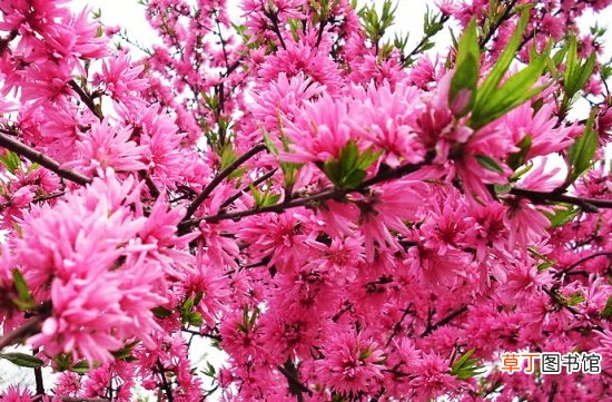 【桃】菊花桃如何栽培：喜阳光充足、通风良好的环境