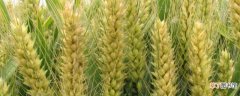 【植物】小麦属于什么植物