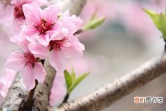 【花期】桃花花期：大约在3～4月