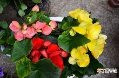 【海棠花】丽格海棠花期：4～6月和9～12月