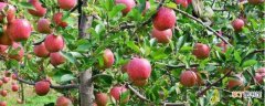 【苹果树】苹果树红蜘蛛用什么药最有效