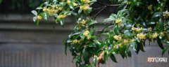 【花】杭州的市花是什么市树是什么
