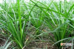 【繁殖】麦冬草的繁殖方法，选取深绿色健康植株春季繁殖