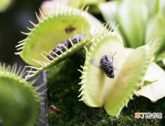 【吃】植物中也有吃虫子的种类：食肉植物大全