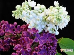 【多】丁香花有多少种颜色：白色、紫色、紫红及蓝紫色