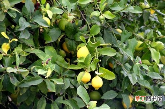 【树】柠檬树的寓意