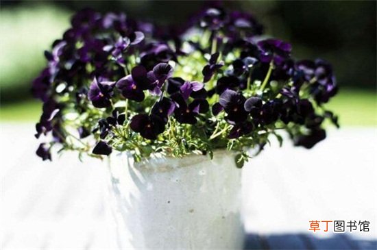 【紫罗兰】怎样栽培紫罗兰