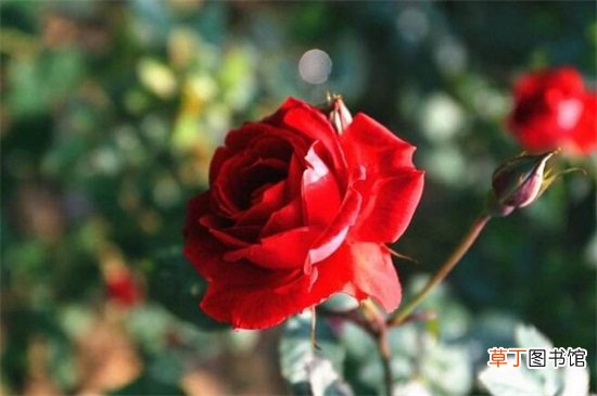 【送人】玫瑰送11朵还是19朵，均可送人有不同的寓意