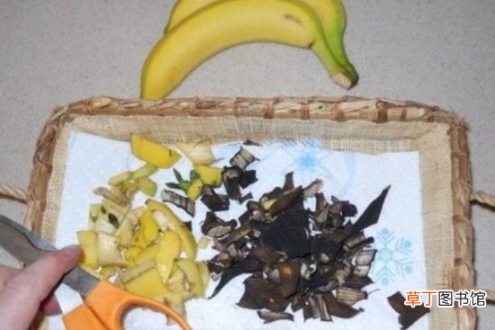 【养花】香蕉皮五大妙用：养花，洁齿，擦皮鞋，治冻疮以及祛瘙痒