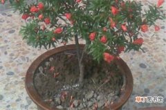 【花盆】石榴花盆栽养殖方法，4大方法让石榴花开灿烂硕果累累