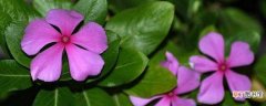 【花】紫罗兰一年开几次花