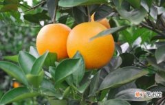 【功效】脐橙的功效与作用：脐橙含有丰富维生素