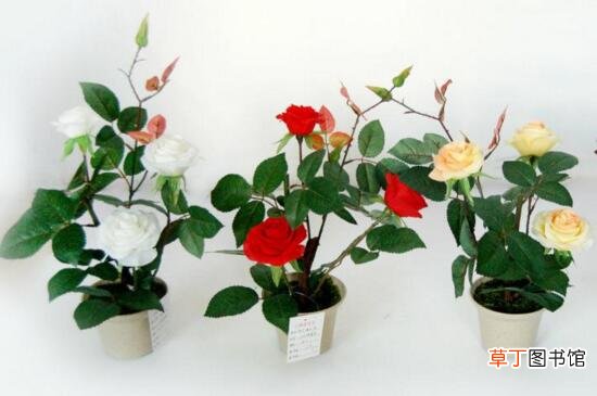 【种子】玫瑰种子怎么催芽，冰箱层积催芽后出芽率高