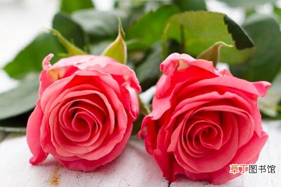 【种子】玫瑰种子怎么催芽，冰箱层积催芽后出芽率高