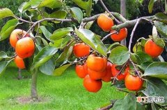 【种植】柿子树种植技术与管理，6大要点就能养好柿子树