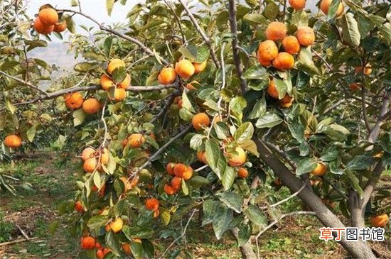 【种植】柿子树种植技术与管理，6大要点就能养好柿子树