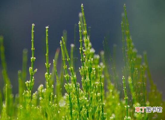 【花卉大全】竹节草怎么养，4个步骤教你养出郁郁葱葱的竹节草
