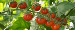 【番茄】盆栽小番茄要多久结果
