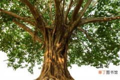 【寓意】菩提树的寓意是什么，知识/断绝烦恼而成就的智慧
