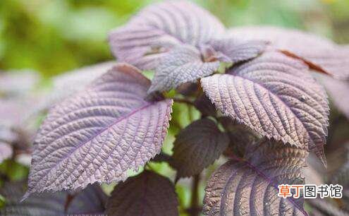 【草本植物】紫苏是什么，生存力超强的草本植物/可食用可入药